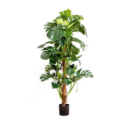 Artificial Split-Leaf Philodendron 1.5m - House of Isabella AU