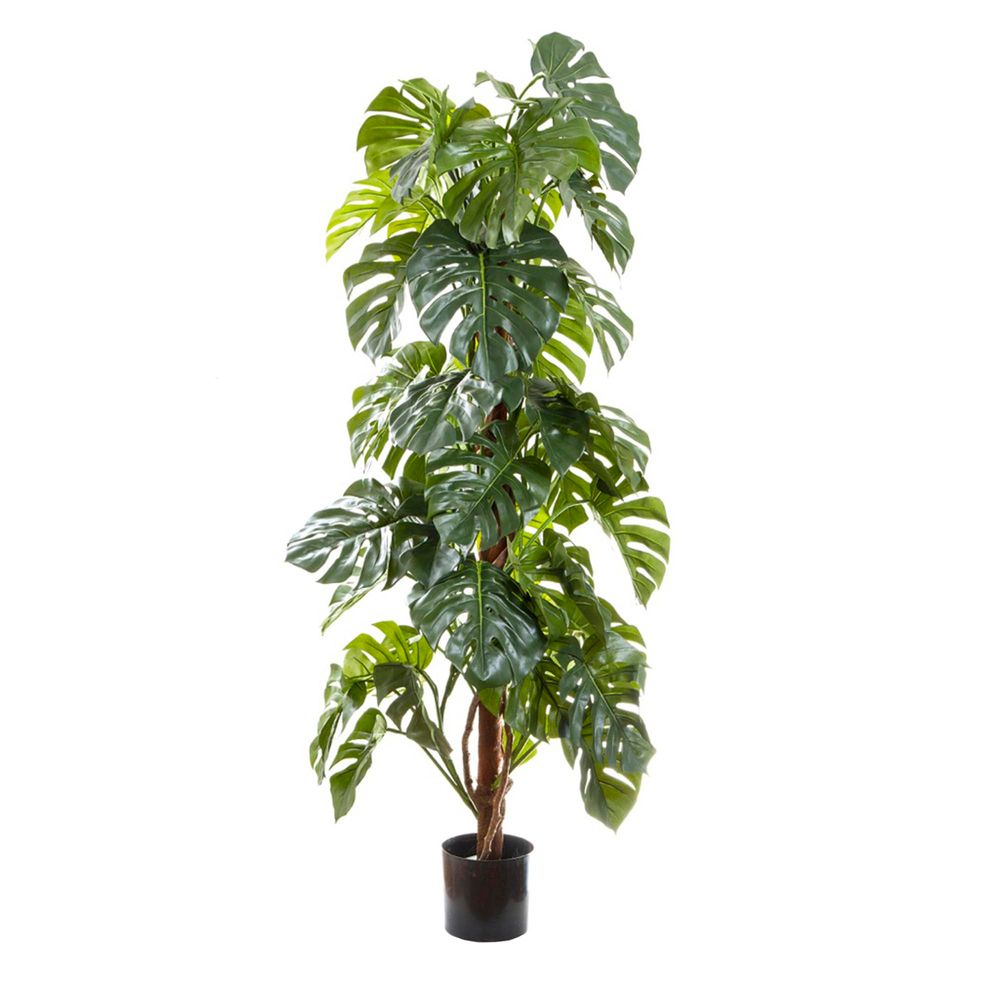 Artificial Split-Leaf Philodendron 1.8m - House of Isabella AU