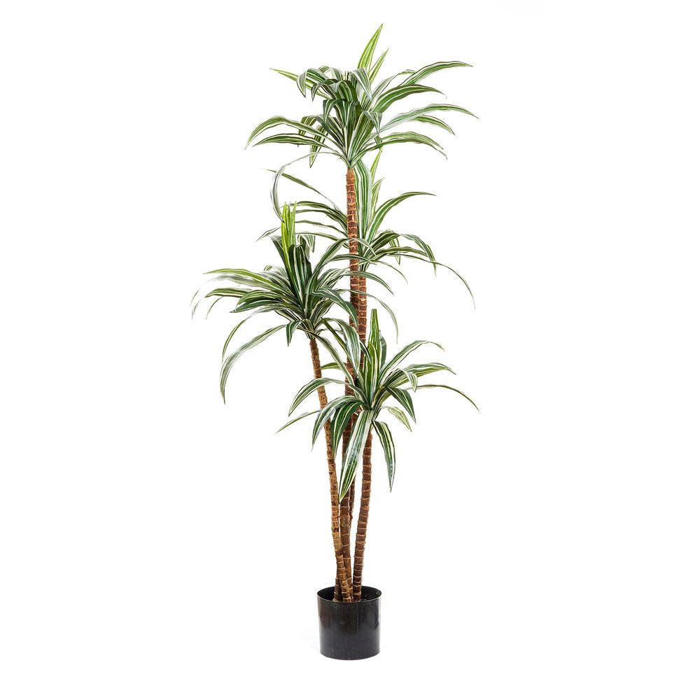 Artificial Variegated Dracaena 1.6m - House of Isabella AU