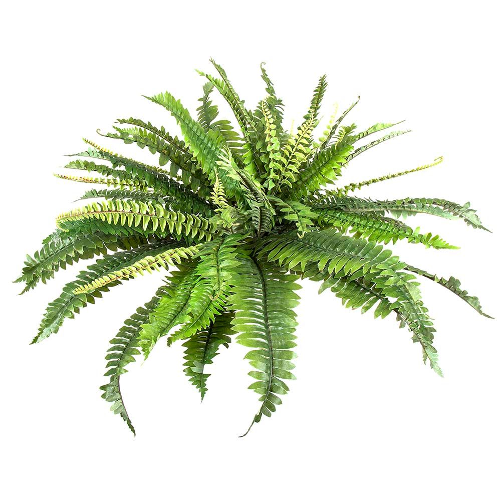 Fern Boston 45cm