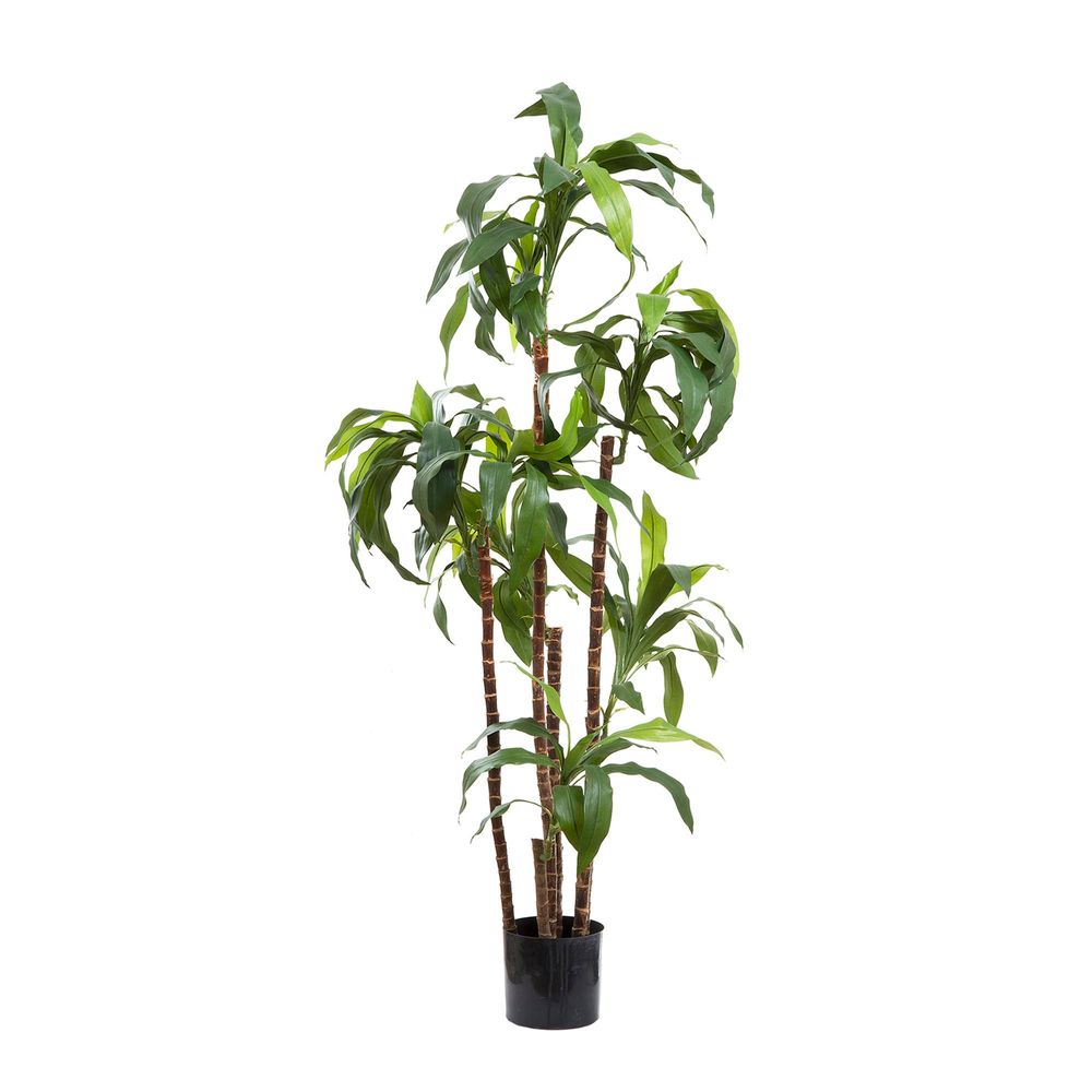 Artificial Dracaena Fragrans 8 Heads 1.5m - House of Isabella AU