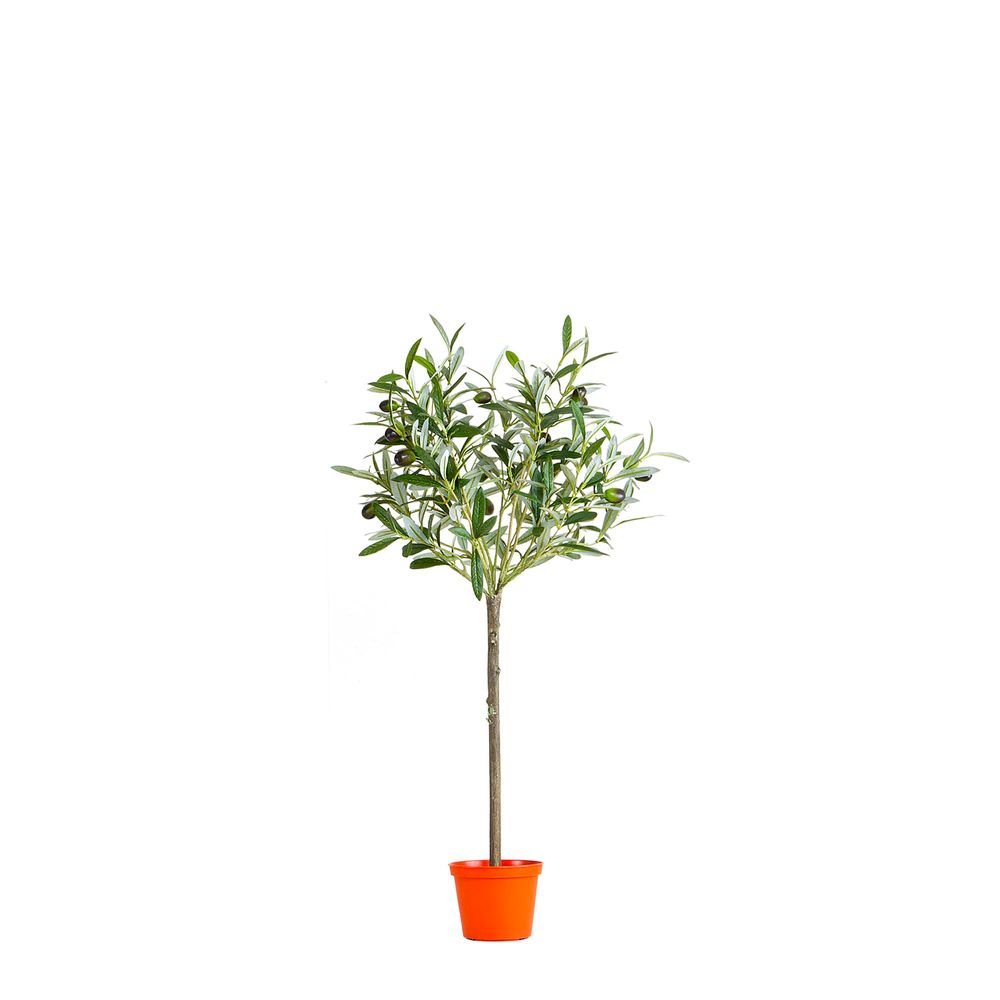 Olive Topiary 65cm W/312 Lvs 18 F