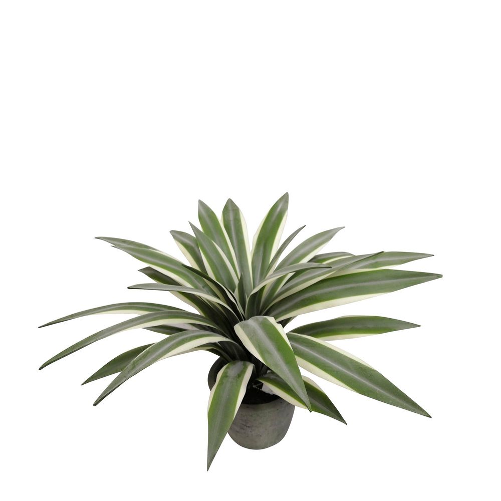 Flax Leaf Plant in Pot 35cm - House of Isabella AU