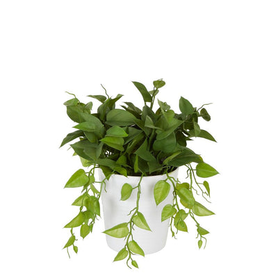 Leaves in White Plastic Pot 35cm