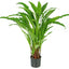 Calathea Potted Bush 0.82m - House of Isabella AU