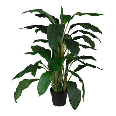 122cm Dracaena in Pot - House of Isabella AU