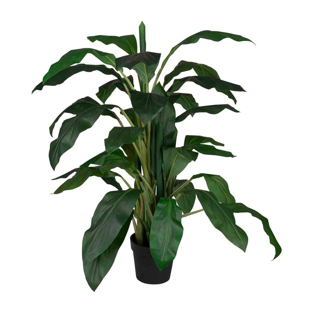 122cm Dracaena in Pot - House of Isabella AU