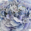 Hydrangea 50cm Light Blue