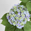Hydrangea with Leaves 90cm Blue