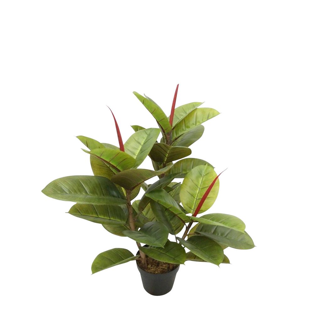 Rubber Tree x3 in Pot 80cm - House of Isabella AU