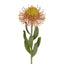 Pincushion Flower Stem 58cm Orange