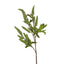 Sage Stem 70cm Green - Pack of 12