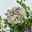 Hydrangea Stem Soft Touch 50cm Green (Set of 12)