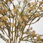 Baby's Breath Bundle Apricot - Pack of 12