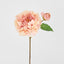 Peony Stem 61cm Apricot - Pack of 16