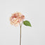 Peony Stem 61cm Apricot - Pack of 16