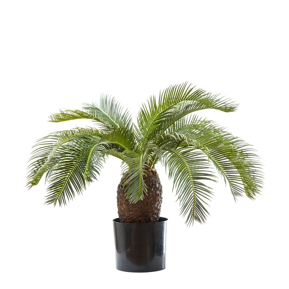 Cycus Palm 65cm