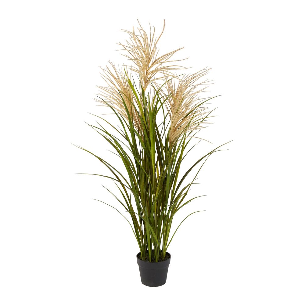 Pack of 2 x Pampas Grasses in Black Pot