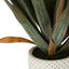 Yucca Gloriosa In Cement Pot