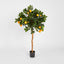 Golden Orange Tree 1.2m