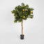 Golden Orange Tree 1.2m