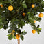 Golden Orange Tree 1.2m