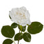 Eliza Soft Touch Rose 80cm White - Pack of 12