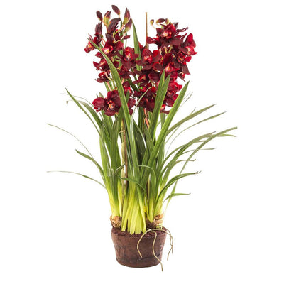 Cymbidium Giant Paper Pot 1.1m Burgundy