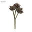 Agave succulent Stem 20cm Burgundy