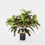 Croton Tree In Black Pot