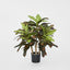 Croton Tree In Black Pot