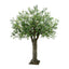 Olive Giant Tree 16524 Lvs 336 Fruits