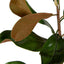 Magnolia Leaves Small Green