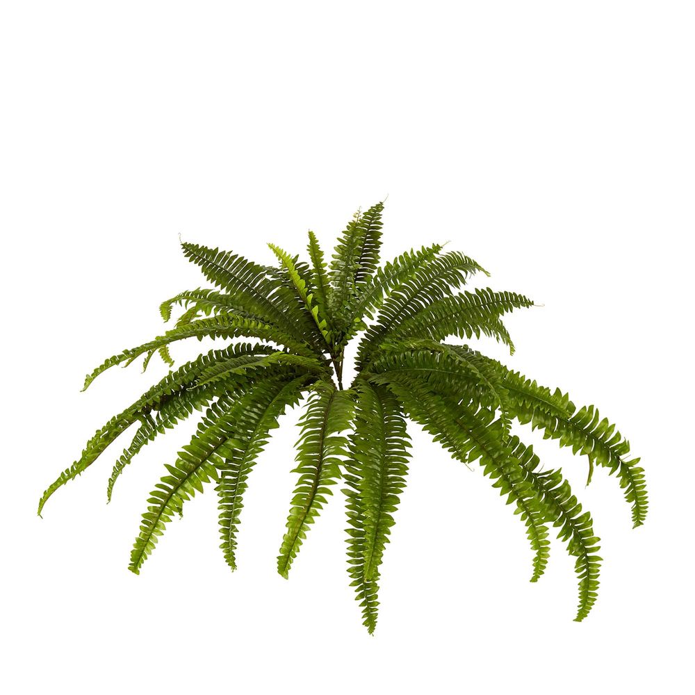 Pack of 4 x Boston Fern Bush Medium