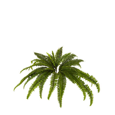 Pack of 4 x Boston Fern Bush Large