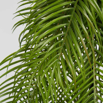 Hanging Palm Leaves Large Green