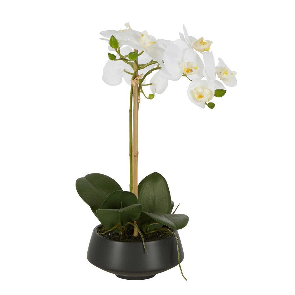 White Orchid in Black Pot Medium