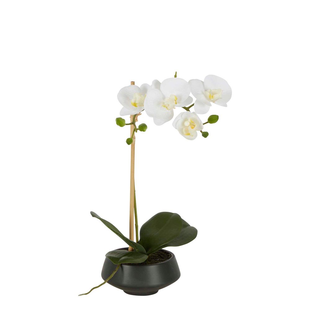 White Orchid in Black Pot Small