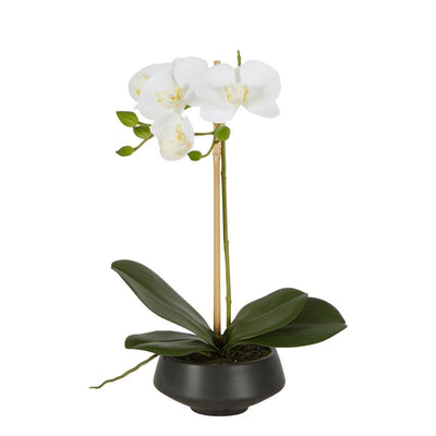 White Orchid in Black Pot Small