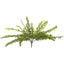 Boston Fern Bush 48cm