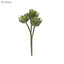 Agave succulent Stem 20cm Green
