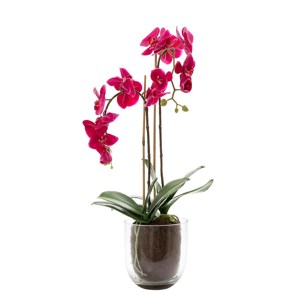 Orchid in Glass Vase W/Lvs Fuchsia - House of Isabella AU