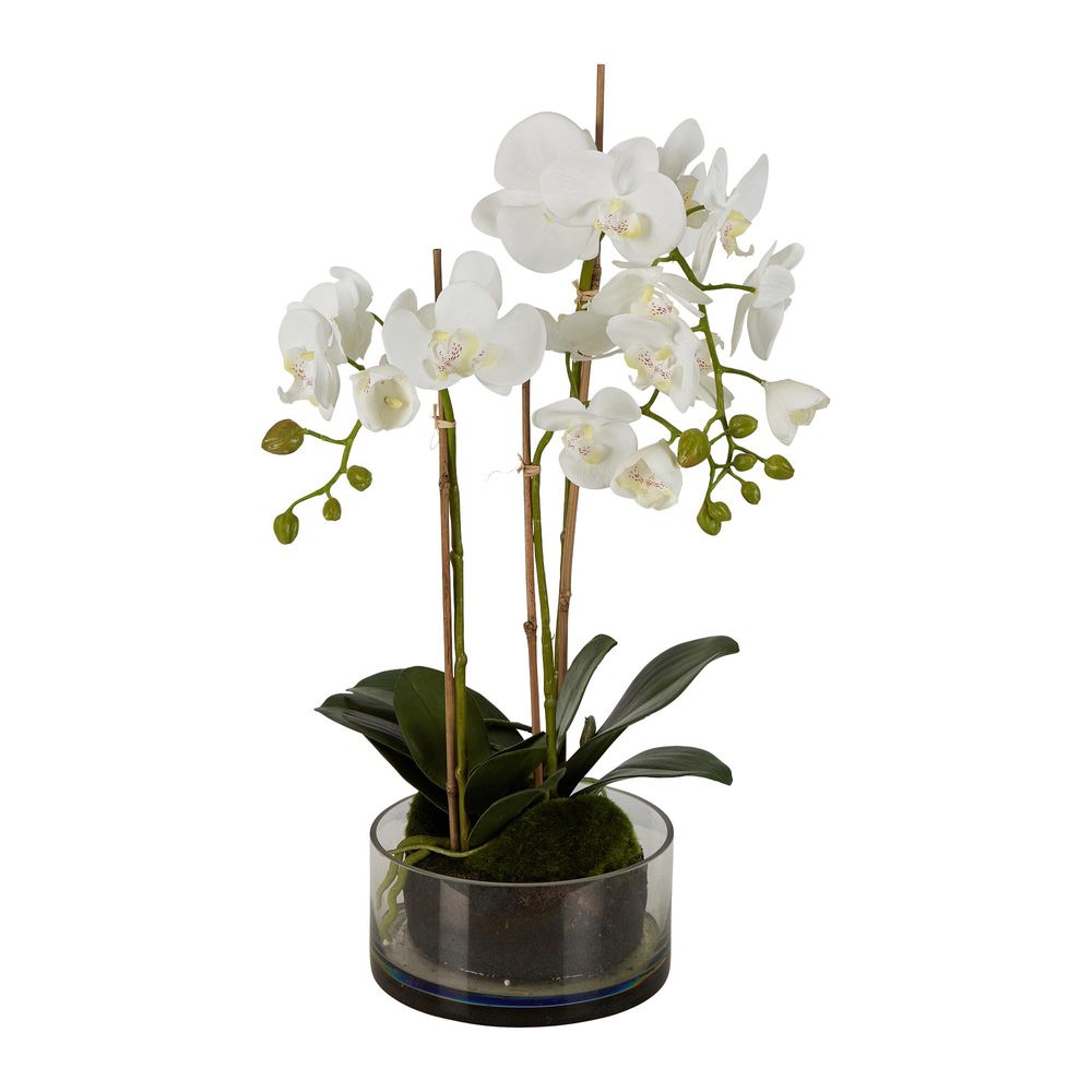 Orchid in Round Glass Vase White - House of Isabella AU