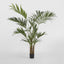 Kentia Palm Tree 210cm