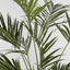 Kentia Palm Tree 210cm