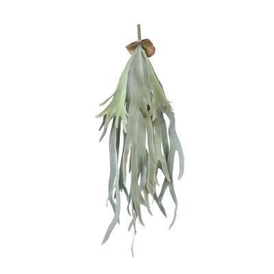 Staghorn Fern Hanging 70cm