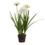 Artificial Agapanthus in Paper Pot White - House of Isabella AU