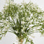 Baby Breath Bouquet 27cm Green & White - Pack of 12