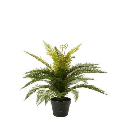 Boston Fern in Pot 55cm - House of Isabella AU