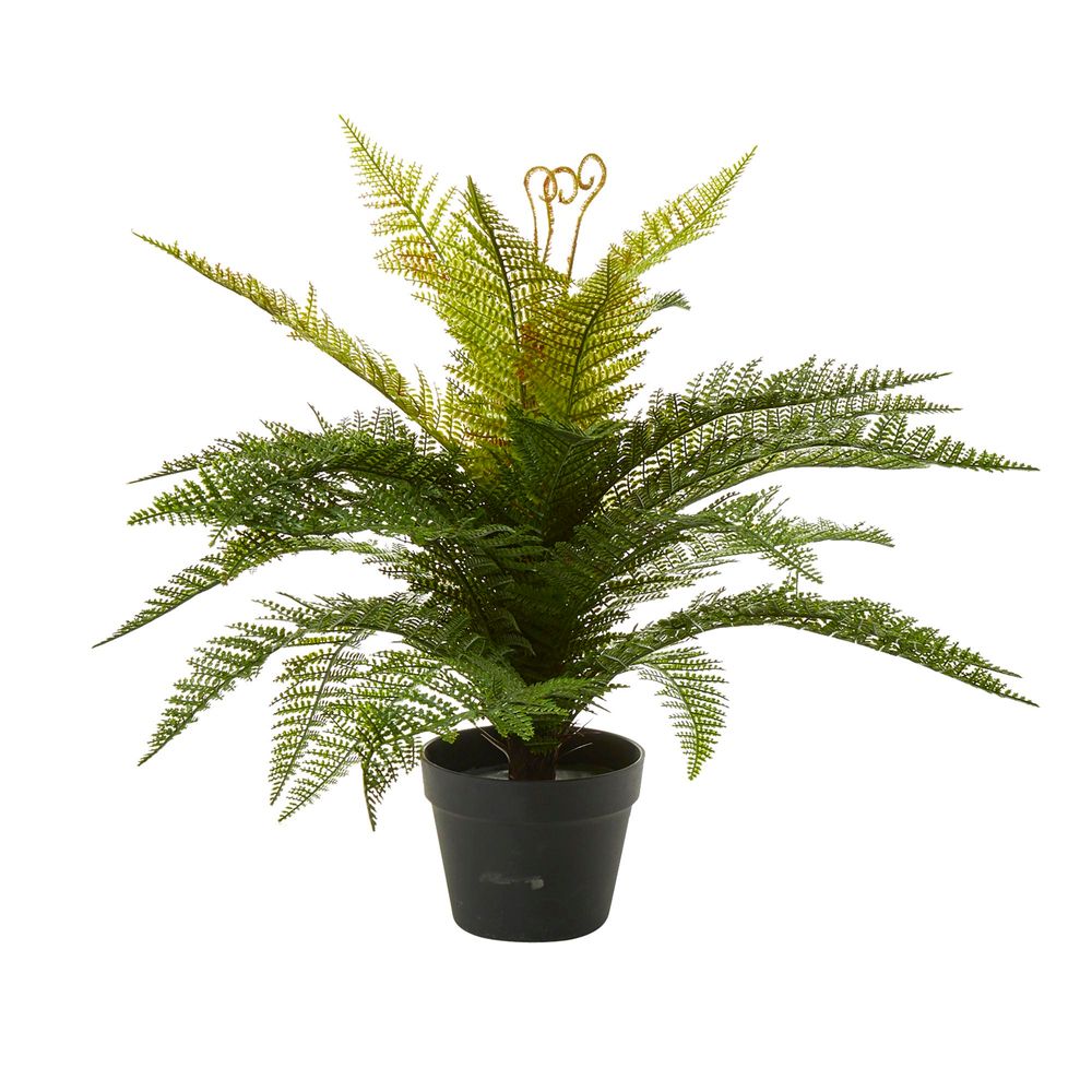 Boston Fern in Pot 55cm - House of Isabella AU